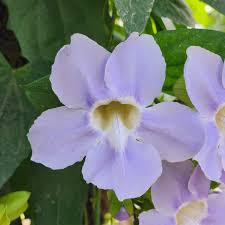 Image result for Thunbergia stelligera