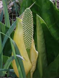 Image result for Leucas capensis