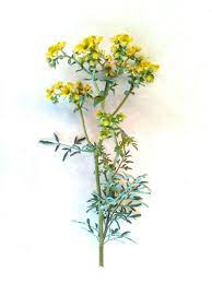 Can Pregnant Women Use Rue Essential Oil Healing Garden Flowers Herbs