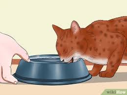 There are several devices available commercially which may be helpful. 3 Ways To Prevent Cats From Jumping On Counters Wikihow