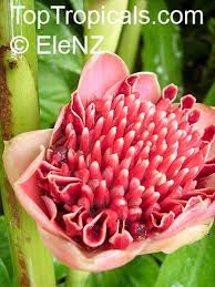 Image result for Etlingera elatior