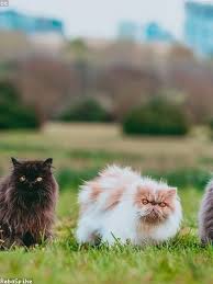 Maybe you would like to learn more about one of these? Which Animal Cell Type Undergoes Meiosis On Tiotarenbung Kosmoshome It