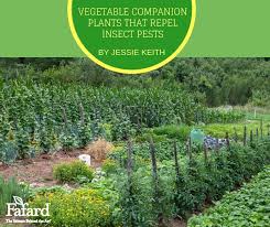 Maybe you would like to learn more about one of these? Fafard Vegetable Companion Plants That Repel Insect Pests Fafard