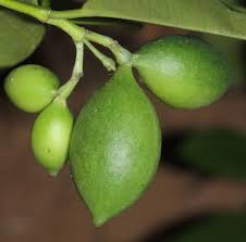 Image result for Hunteria zeylanica