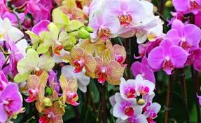 Jenis plumeria yang pertama adalah plumeria alba. Jenis Jenis Bunga Dan Karakteristik Yang Membedakan Keindahannya
