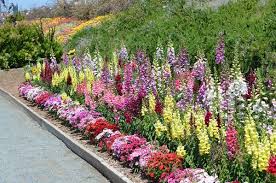 Bed Of Snapdragon And Foxglove Flowers Snapdragon Flowers Flower Seeds Flower Field