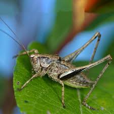 Image result for Philenoptera bussei