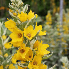 Image result for Lysimachia