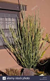 Image result for Phyllanthus parvulus