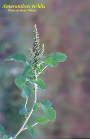 Image result for Amaranthus viridis