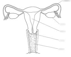 Maybe you would like to learn more about one of these? Biology Female Reproductive System Diagram Quizlet