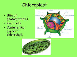 We did not find results for: Biology Topic 3 Review Ppt Download