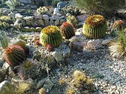 Garden pests can cause huge damage to leafy vegetables. El Paso Garden Clubs Rooted In Beauty Service Local Features Elpasoinc Com