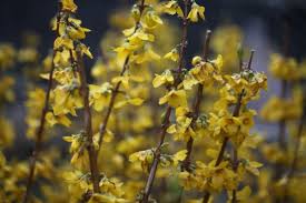 Forsythia Intermedia Goldrausch Forsythia Goldrush Forsythia Plants Garden Care
