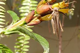 Image result for Hypoestes cancellata