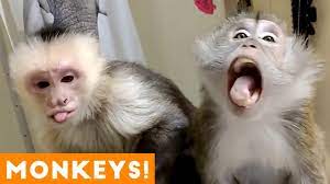 Most Adorable Monkey And Ape Videos 2018 Funny Pet Videos Youtube