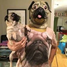 Does No One Else See That This Is Seriously Messed Up Pugs Funny Funny Animal Jokes Funny Animal Pictures