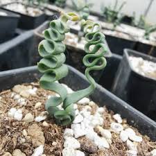 Image result for Trachyandra saltii