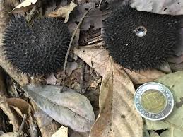 Shop online for over 600 species of seeds. Lianas Stifle Tree Fruit And Seed Production In Tropical Forests Eurekalert Science News