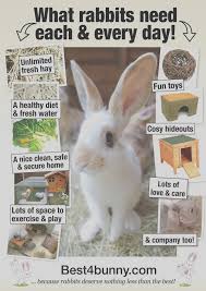 In this article, i use my own experience with my pet rabbit ronja to discuss dwarf rabbit care. How You Can Attend Care Of A Pet Bunny With Minimal Budget Care Of A Pet Bunny Bunny Cages Pet Rabbit Care Bunny Care