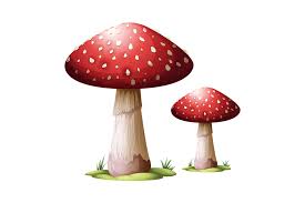 seta venenosa hongos imagen gratis en pixabay seta venenosa hongos imagen gratis en