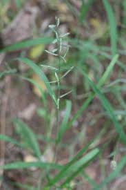 Image result for Dinebra