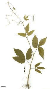 Image result for Cayratia gracilis