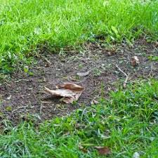 Kahle Stelle Im Rasen In 2020 Rasen Garten Pflanzen