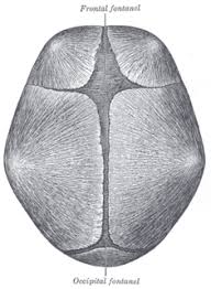 Fontanelle Meaning In Hindi Shabdkosh