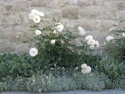 Nature abhors a monoculture and sometimes a flower bed does too. 9 Roses That Landscape Designers Love