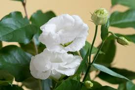 Peonies look like very fluffy roses; Ask Ella Try Lisianthus Instead Of Roses Garden Collage Magazine
