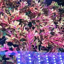 Image result for Rotala capensis