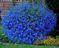 1) piante da fiore, 2) piante a molte piante da interni possono essere rinvasate in ogni momento dell'anno, mentre per quelle da fiori in seguito le piante da interni vanno generalmente in riposo vegetativo e non necessitano di nutrimento. Fiori Da Balcone Pendenti 3 Piante A Cascata Facili Da Coltivare Fiori Da Balcone Piante Da Balcone Coltivare Fiori