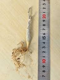 Image result for Corallocarpus triangularis