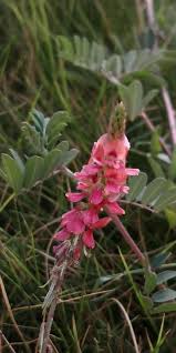 Image result for Indigofera praticola