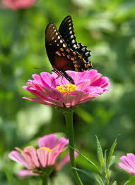 Check spelling or type a new query. Best Flowers For Butterflies Garden Gate