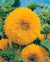 Sungold Sunflower In 2020 Annual Flowers Flower Seeds Sunflower Seeds