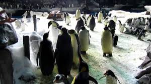 This is the wild version of the ride. Penguin Experience Tour Seaworld San Diego Dec 8 2010 Youtube