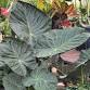 Indoor Plants