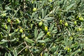 Image result for Olea