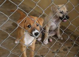 Image result for spca cat and dog