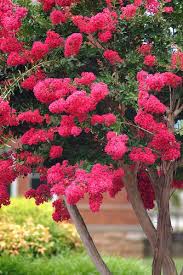 Step By Step Instructions On Pruning Crape Myrtle Plants Myrtle Tree Garden Trees