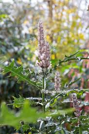 Image result for Acanthus montanus