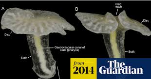 Image result for Macrotyloma rupestre × densiflo