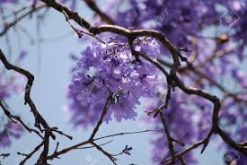 The jacarandá tree was a gift from a japanese immigrant and is an enduring symbol of international friendship. Jacaranda Tree Purple Flowers Against Blue Sky Close Up With Blurred Background Stock Photo Picture And Royalty Free Image Image 98436758