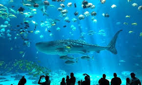 Georgia Aquarium Admission Georgia Aquarium Groupon
