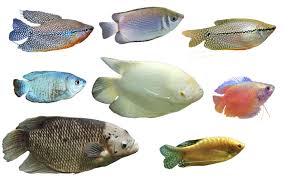 You could dig up the ground somewhere and bury the fish there and probably put a memorial plaque of the fish there. Aquarium Nexus