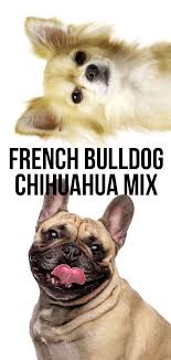 These little pups sport comically large ears that compliment their tiny bodies quite french bulldog and corgi mixes have the sassy attitude of a corgi and are also very loyal. French Bulldog Chihuahua Mix A Guide To The Bullhuahua