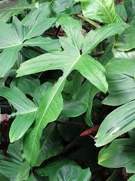 Philodendron Florida Beauty Red Stem Plant On Totem The Philodendron Guru Plants Philodendron Climber Plants