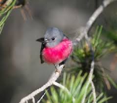 Big Black Bird With White Chest Pink Chest Bird Feathers Birds Robin Photos